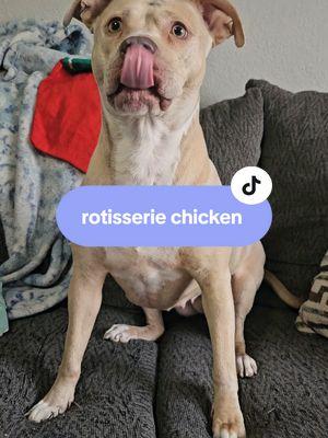 rotisserie chicken for my girl! #dog #dogs #dogsoftiktok #dogtok #dogcommunity #bullymutt #dogtreat 