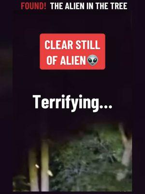 🛸 Alien in the tree has been FOUND… Just having some fun. 😉 But it really is quite disturbing. What do you think was breaking /snapping the tree and terrorizing the man behind his South Carolina home? Cloaked alien? Escaped monkey? Interdimensional Creature? #ufo #uap #breaking #hallucinationhippies #alien #aliens #aliensighting #sc #tree #southcarolina #interdimensional 