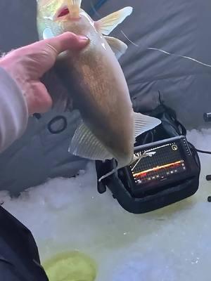 It's tough to beat watching them eat on the Garmin LiveScope! #scheelsoutdoors #liveyourpassion #Outdoors #fishing #fishtok #icefishing #icefishtok #livescope