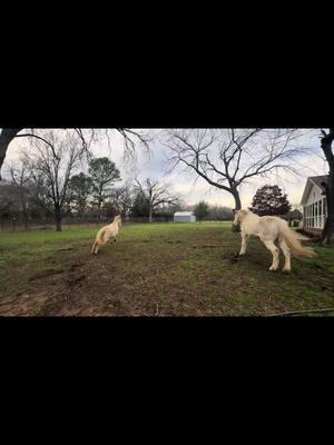 A little fresh 💅 #horse #horses #horsesoftiktok #horsetok #quarterhorse #cremello #cremellohorse #mindytheranchhorse #pasofino #mix #perlino #perlinohorse #pixiethepony #fart #buck #horsebucking #pet #PetsOfTikTok #animals #funny #fyp  