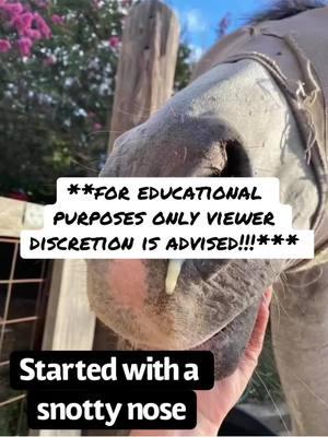 This is for educational purposes only. Viewer discretion is advised. #vet #horse #horses #dentalissues #tamu #ottb #sinus #veterinarymedicine 