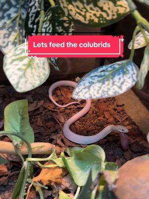 We skipped showing last weeks feeding. Sorry guys! It was so busy with the holiday season I just couldn’t keep up. 🐍 they did all eat, I just didn’t record it. We feed all of our snakes frozen thawed. #snakes #snakefeeding #snake #snek #snakesoftiktok #colubrids #letsfeedthecolubrids #fyp #minnesota #cornsnake #hognose #kingsnake #ratsnake #babysnake #superdwarfreticulatedpython 