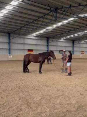 How can we communicate clearly if we don’t have their attention? Raising our level of awareness means we know where their focus is at any given time. And they know when we know… #horsemanship #coltstarting #horsetraining #feeltimingbalance #horseman #equineeducation #younghorse #younghorsetraining  #horseriding #horsestagram #horsesofinstagram #studentofthehorse #horselover #equinesofinstagram #horsetips #horsevideos  #benlongwell  #truewesthorsemanship  #hackamore #hackamorehorse #ranchhorse #versatilehorse #trailriding #trailride #westernlife #westernriding #dressage #westerndressage #cowhorse