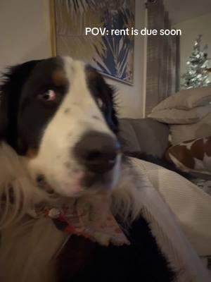 No thank u #bernesemountaindog #bernesemountaindogsoftiktok #bernesepuppy 