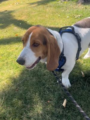 He loves a good stick. #bassethound #basset #bassethoundsoftiktok #sacramento 