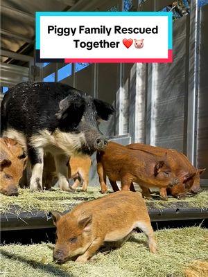 Animals love their families, just like we do! Menorah and her adorable babies are a heartwarming reminder that love knows no boundaries. Five years at The Gentle Barn, and they’re all just as close as the day we brought them home ❤️🐷 #cuteanimals #Love #piggy #animalrescue #animalsanctuary #pigsoftiktok #farmanimalsanctuary #thegentlebarn 