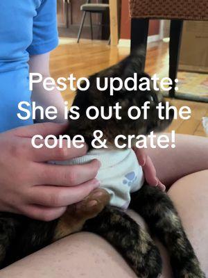 A quick break from serious veterinary updates to share a little Pesto Pasta. 😻#kitten #kittensoftiktok #spay #tortiesoftiktok #tortitude 