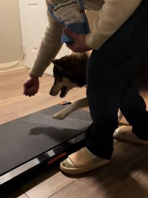 Everyone getting their steps in now 🤣 #walkingpad #ancheer #dogwalk #dailysteps #getyourstepsin #catwalk #petspftiktok #fyp  