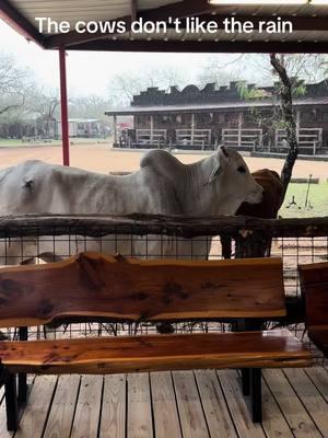 The cows don't like the rain!#shelter#cows#fypシ゚viral #independenceranch #rain#foryoupage 