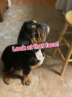 #lookatthatface #guapotheoebulldog #🐾 #foryoupage #dogsoftiktok #oldeenglishbulldogge #fypシ ##doglovers 