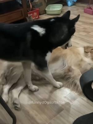 Part 48 | Two dog! Funny dog videos #dog #funnydogs #funnypets #funnyanimals #animalsoftiktok #dogs #funnydog 