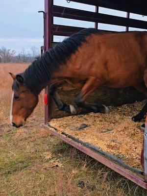 I don't think there will ever be a day I don't get misty eyes watching horses unload on Elsewhere and leave a life of uncertainty behind 🥹 #Elsewhere #ALIStrong #BeTheChange #MovingMountains #appalachia #Wildling #feralhorses #wildhorses #fyp #feralANDfabulous #herddiaries #wildhorsesanctuary 