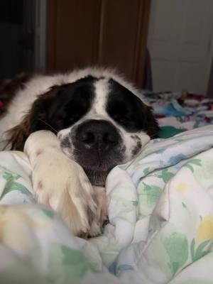 #nurse #nana #slacking #stbernard #saint #saintbernard #extralarge #largebreeddogs #stbernardpuppy #puppy #surgerytok #surgery #recovery #nap #naptime 