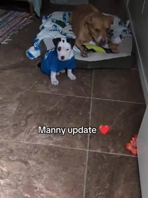 Manny loves his foster brother #puppy #olddog #puppydog #sanantonio #sanantoniotexas #fyp #dogshirts #kissesandhugs  #fosteringsaveslives #fosterdog #fosterbrotherromance  #fyppppppppppppppppppppppp #pitbullmom #pitbulllove #scaredpuppy #onthisday #manny #puppytiktok 