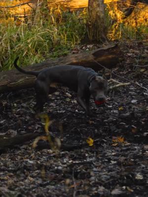 Our happy place 💙 Hanging out in the woods together with the puppies 😍🍂🍁🍂 . Edited by @adepejuu.portfolio 💻 . #merle_mansion_bullies #merle #merlebullies #xlpitbull #xxlpitbull #americanbullies #americanbully #xlbullies #xlamericanbully #xlbully #pitbull #pitbulls #minneapolis #minnesota #zarek_the_bully #cheesecake_the_bully 