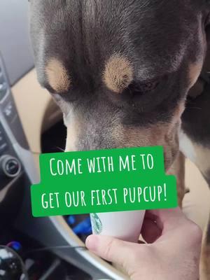 Come with us to get our first pupcup!  #dogmom #straydog #foryoupage #goodboy #bobosarmy #dogsoftiktok #pittbullsoftiktok #adoptdontshop #pittbull #americanbully #pupcup 