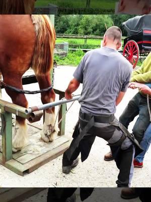 #farrier #farriersoftiktok #farrierlife #hoof #hoofcare #hoofpicking #hoofcleaning #hoofcow #horse #fyp #horsehooves #hooftrim #hooftrimingvideos #satisfying #asmr #hooftriming #foryoupage #viralvideo #viral 