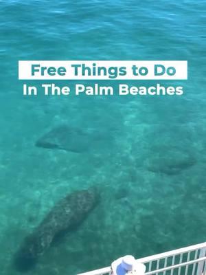 The best things in life are free—and so are these activities in The Palm Beaches!💸🌴 Make the most of your trip without spending a dime with these FREE Things To Do in The Palm Beaches 👇 🌊 See manatees up close while learning about Lake Worth Lagoon at Manatee Lagoon 🍃 Experience Old Florida and reconnect with nature at the Loxahatchee Slough Natural Area 🎶 Enjoy free live music at Sunday on the Waterfront, a family-friendly concert series held every third Sunday of the month in Downtown West Palm Beach #ThePalmBeaches #LOVEThePalmBeaches #freethingstodo #soflo #familytravel #palmbeachcounty #manateelagoon #loxahatchee #naturelover #wpbwaterfront #westpalmbeach #jupiter #palmbeach #visitflorida #lovefl #affordabletravel #budgetfriendly 📽️ @palmbeachesfl