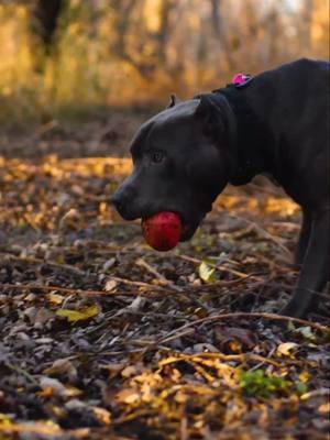 Cheesecake and his daddy, Zarek having a blast exploring our favorite play spot at the creek 😍🍁🍂 . Edited by @adepejuu.portfolio 💻 . #merle_mansion_bullies #merle #merlebullies #xlpitbull #xxlpitbull #americanbullies #americanbully #xlbullies #xlamericanbully #xlbully #pitbull #pitbulls #minneapolis #minnesota #zarek_the_bully #cheesecake_the_bully 