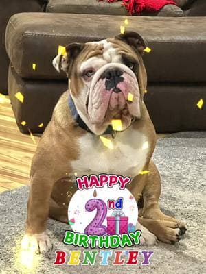 #happy #birthday #2nd #bentley #englishbulldog #bulldogs #englishbulldogsoftiktok 