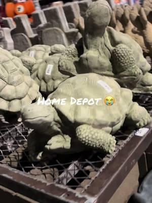 Home depot quit playing 😭 #turtles #funny #statues #texas #paratiiiiiiiiiiiiiiiiiiiiiiiiiiiiiii #foryoupage #dfw #comedy #latino #homedepot #store #shopping #notheydidnt #jokes 