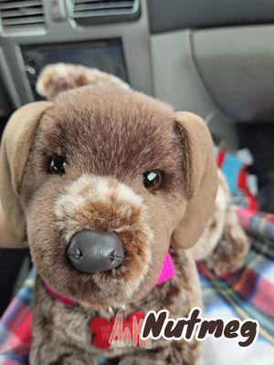 Wolfgang German Shorthaired Pointer by Douglas #comfortplush #autistic #plushie #essa #emotionalsupportstuffedanimal #autismacceptance #douglasdog #plushies #autistic #comfortplush #essacommunity🤍🦮🐕‍🦺 #stuffie #essacommunity #stuffiesoftiktok #plushdog #autismplush #comfortstuffie #cuddleplushie #douglascuddletoys 