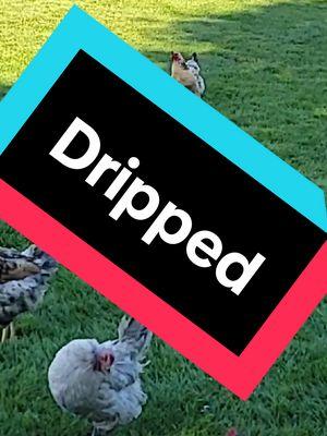 Dripped! #fyp #live #livehighlights #chickenwars #chicken #chickensoftiktok #kingofchickens 