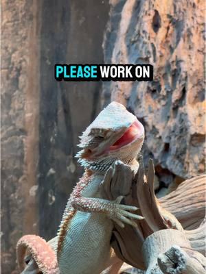 Please work on yourself, it’s not me💅 #lizard #snake #reptile #animals #herpetology