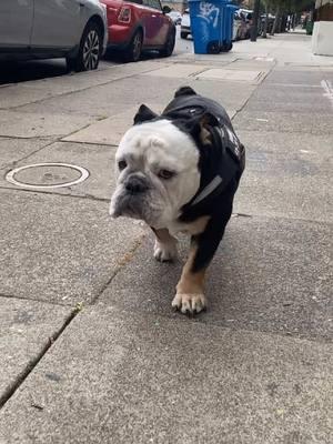 Pace yourself. 💚 #enlglishbulldog #bulldog #goodboy #walk #slow #pace #bozo #dogsoftiktok #fyp #repost