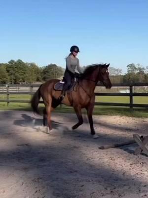 polework with baby nite #nitrojp #horse #eq #warmblood #kwpn #dutchwarmblood #equestrian #horseaesthetic #horsesounds #horsegirl #horseaudio #lipsyncsounds #horsesoftiktok #chestnuthorse #lovehorses #flatwork #dressage #hunterhorse #jumperhorse #hunterjumper #horsetraining #babyhorse #horselove #horsebestfriend  #showjumpers #warmbloodjumper #equestrianaudios #horsegirlsounds #equestriansounds #editsounds #babyhorsetraining #equestrianrelatable #equestrianreposts #horsereposts #universityofsouthcarolina #collegeequestrian 