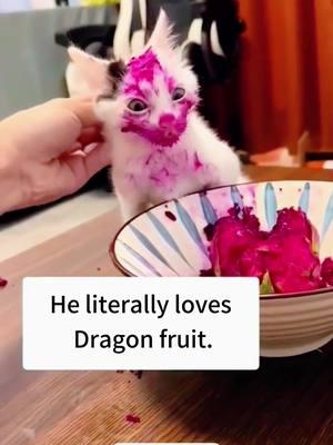 Kittens love food.#cats #cutecats #foryou #funnytiktok #funnyvideos #usa #funnyanimals #fypシ #funnycat #catlover #funnypets #viral #funny #cute 