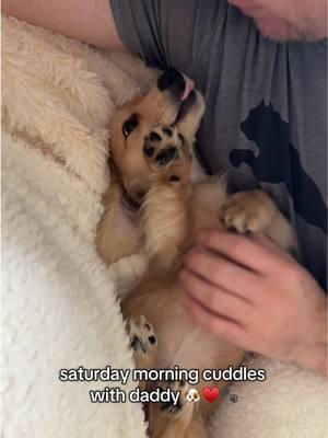 I love daddy’s off days 🥰🐶♥️ #dachshund #dachshundsoftiktok #dachshundpuppy #minidachshund #minidachshundpuppy #minidachshundsoftiktok #puppy #puppylove #puppylife #cutepuppy #dogsoftiktok #puppyparents #goldendachshund #sleepypuppy #creatorsearchinsights 