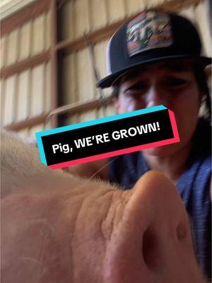 Pig problems! #honeydolist #pigproblems #piglife #pigsoftiktok #texas #fyp #chesters #grownproblems #viral 