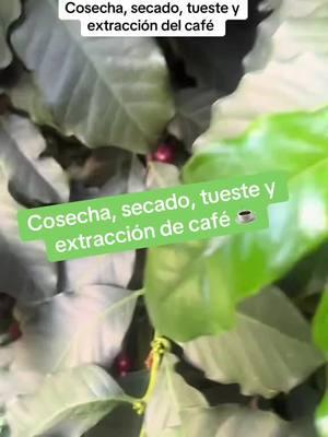 Cosecha, tueste y extraccion de café 💯 %orgánico ☕️🫖🪴forma artesanal #cafe #huertourbano #huertoencasa #huertaorganica #comersaludable #tuestecafeteria 