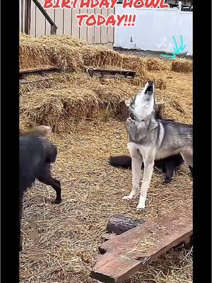 #wolf #dog #wolfpack #puppy #Love #happy #animal #dogs #cat #food #life #funny #cute #tiktok #meme #stitch #like #gsd #fyp #CapCut #short #shorts #viral #livefest2024 #blowthisup #bts #comedia #duet #edit #foryou #fypシ #foryoupage #funfacts #greenscreen #humor #instagram #joke #keşfet #movie #netflix #on #parati #quotes #relatable #trend #usa #wow #youtube #play #snow #fun  #hel #Summer #winter #spring #fall #run #river #camp #camping #sports #fun #hero #money #edit #joy #pet #Longervideos #germanshepherd #doggy #pup #bully #xlbully #shelter #TrendTok #Livefest #leash #dogwalk #TrendTokApp #howl #moon #tornado #coyote #coyoteamerica #Thankyou 