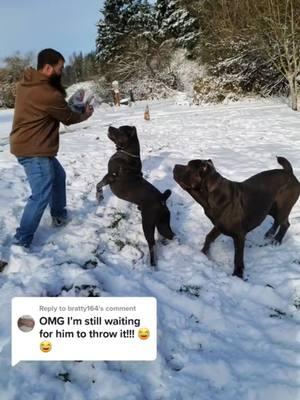 #canecorso #italianmastiff #mastiff #salmoncreekcanecorso #dogs #corso #pnwdogs #bigdogs #dogsoftiktok #PetsOfTikTok #foryourpage #fyp #foryou #pnw #canecorsopuppy #puppy 