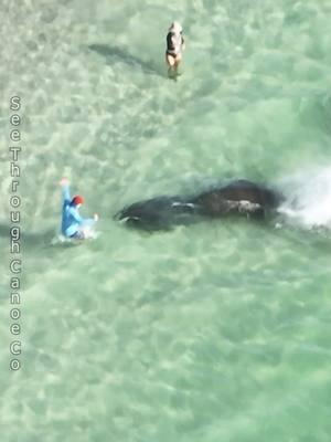 Summertime throwback... People at the beach in St Pete, Florida crowding around a group of manatees. One of the manatees charged towards another manatee which in turn almost plowed over one of the people standing around. In the winter manatees will gather by the hundreds in Tampa Bay and other places, but in summertime you'll regularly see them at the beaches in Florida.  #nature #beach #florida #wildlife #animals #ocean