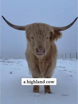 happy wife, happy life #foryourpage #viralvideo #fypageシ #highlandcow #cowsoftiktok #animalsoftiktok #PetsOfTikTok #animallover #cutenessoverloaded #minicow #countrygirl #petlover 