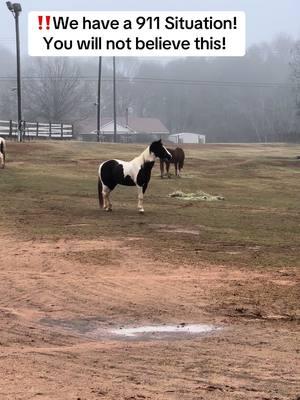 ‼️We have a 911 Situation! You will not believe this! #horse #horsetok #horsegirl #americandreamfarm #horselover #horsebehaviour #horsebodylanguage #herd #highalert🚨 #alpha #911 #horsesoftiktok #horsesontiktok #horsesknow #cow #cowtok 