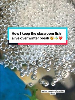 Did I go check on our class pets over the holiday break? Absolutely ✅ they’re doing so well and the tanks look great. I may go back to feeding our betta fish once a day. #bettafish #classroompet #classroomfish #easyclassroompet #corycatfish #catfish #corydoras #fishtok #teachertok #teacherlife #keepfishalive #christmasbreak #winterbreak #elementaryteacher #middleschoolteacher #highschoolteacher #teacherspet 