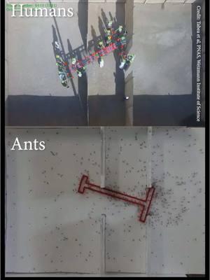 Ants vs humans: who can solve problems better? 🐜🧑🤷🏽‍♂️ #fyp #foryou #ants #humans #test 