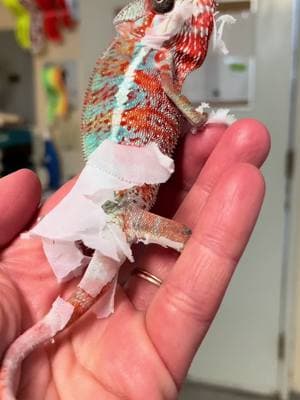 New chameleon owners know that it really does feel this epic when their baby panther chameleon sheds 😂🙌! Every time, it’s like a little gift 🎁. Every time, a little bit more color starts coming in. It’s incredible how fast they grow and change! Like I tell our customers, “blink and you will miss it!” For me, it will never get old. I still get excited when I see our babies shedding 🥹! #KammerflageKreations #PantherChameleon #chameleon #babychameleon #babyanimals #Furciferpardalis #fyp #smallfamilybusiness #expore