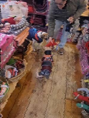 Feather got to visit her favorite shop yesterday #fetch in #portjefferson #oldenglishsheepdog #shetlandsheepdog #shelties #dogs #followingfeather 