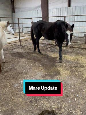 Mare Update #horse #horsesoftiktok #broodmare #horsebreeder  #painthorse #foalsof2025 #americanpainthorse #painthorsesoftiktok #pregnancyupdate 