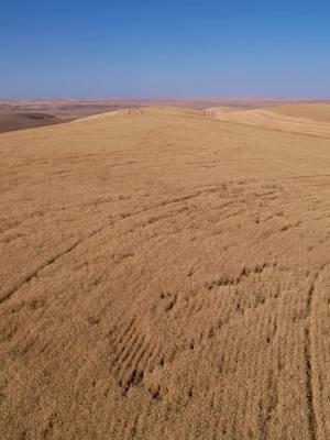 #fypシ゚viral #farmtok #caseih #johndeere #hillsidefarming #palousehills #wheat #customfarming #quadtrac #graincart #peterbilt #twillfarms 