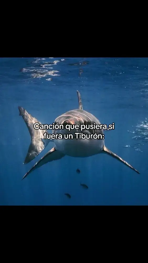 JAJAJA OJALÁ SE HAGA VIRALL #tiburones #2020 #meme #parati #tiburon #fyp #risa #humor #ariela640 #Trend #mamiquetuquiere 