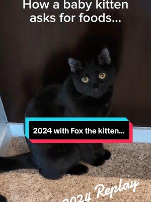 #foxthekitten #yearinreview #blackcat #cat #housepanther #inkpanther 