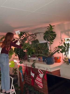 Did you know that I am a bit of a plant lover? Not only are we lucky enough to have a yard full of flower and veggie gardens in summer, but I also make sure I have a mini jungle inside. 🪴 Yes, 23 plants total was my genuine guess and I feel silly now. #plant #indoorplants #plantlover #wateringplants #fungusgnats #indoorjungle