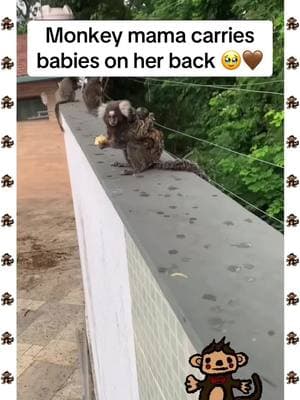 #monkey#monkeys#monkeybaby#babymonkey#cutemonkey#cute#adorable#ape#gorilla#monkeyss#Love#happy#relaxing#cool#animal#animals#cuteanimals#animalsoftiktok#monkeysoftiktok#funny#funnymonkeys#funnyanimals#loving#petmonkey#petanimal#zoo#wildlife#bestofmonkeys#spoiled#viral#foryou#foryoupage#fyp#meme#pets#trending#oragutan#chimp#chimpanzee#spidermonkey#gorilla#ape#hilarious 