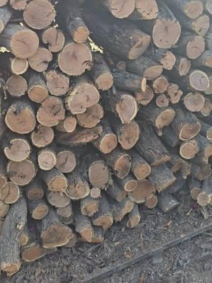 Replying to @curtisreneejackson Native Mesquite wood. There are 3 types of Mesquite wood in Arizona.#foodietok #justlove #brisket #pitmaster #fypシ゚viral #wood 